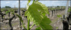 Feuilles