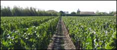 Vignes